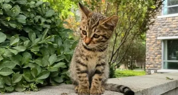 流浪小猫相依为命、小姐姐仗义救助，坐等好心人提供温暖归宿 