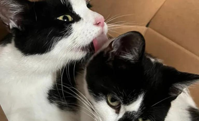 流浪猫妈带两娃上门求助，却没曾想到，肚子里竟还藏了惊喜