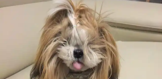 主人生病没空梳毛，两只长毛狗忠心守候，颜值潦草彻底放飞！