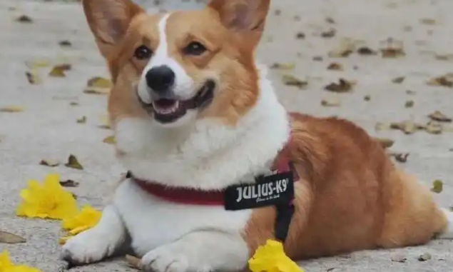 男子为泄愤在小区投毒！多只宠物狗接连死亡！