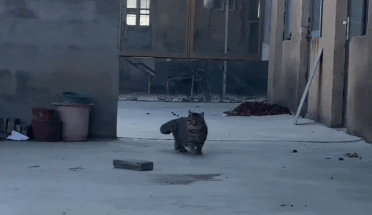 胖狸花走出“六亲不认”步伐，路过的狗都得避让三分