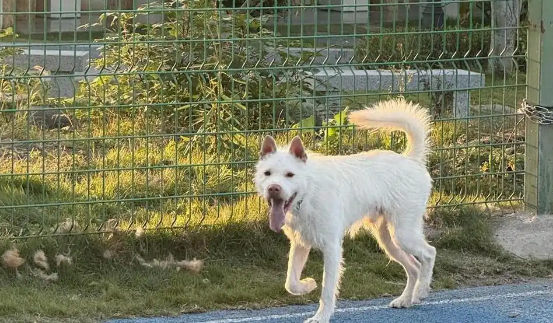 刚刚摘了山地追踪赛全国冠军的警犬来福：狗王爱吃鸡，但绝不乱咬鸡鸭