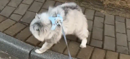 女子遛猫，猫咪先是后空翻，然后又是上树。