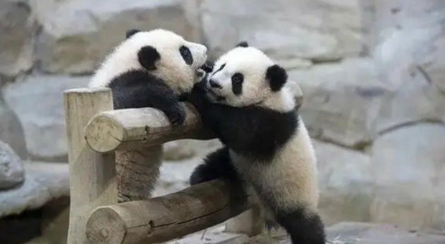 旅法大熊猫夫妇提前回国，“欢欢”健康亮红灯，法国粉丝冒雨送别