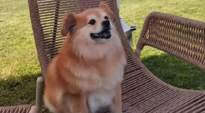 狗狗离世后，我在旧衣口袋摸到一撮它的毛发，汪：这个留给妈妈