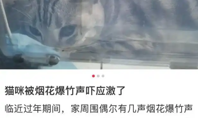 春节是宠物应激高发期，烟花爆竹声可能让宠物丧命