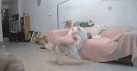 毛孩子的“模仿游戏”：从瘸腿到生闷气，宠物为什么越来越像你？