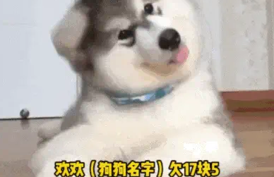 网友为搬家临时租房过渡，房东一听狗子名字立刻免掉租金