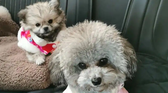 网友家的灰贵和白博美生了个独生子，这盲盒开得好绝啊