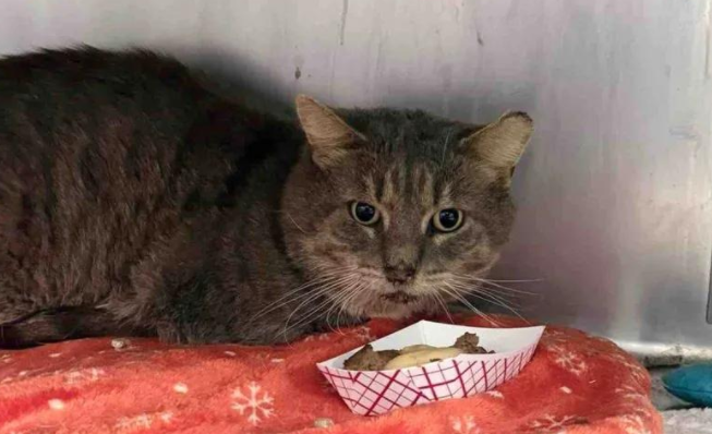 街头浪子野性消，铁汉柔情的流浪猫，终于遇到了温暖的家！