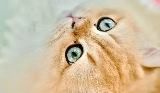 上海宠主月均消费500-1000元！健康医疗是最大“痛点”，亟待价格透明