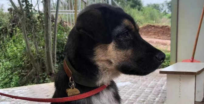 四川一救援队唯一搜救犬被装袋打死后售卖，偷狗者已被警方抓获