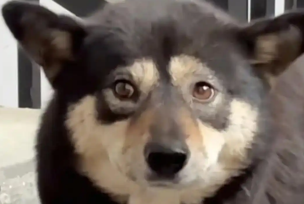 杭州保安一棍打死3月大幼犬，财产罪争议撕裂小区