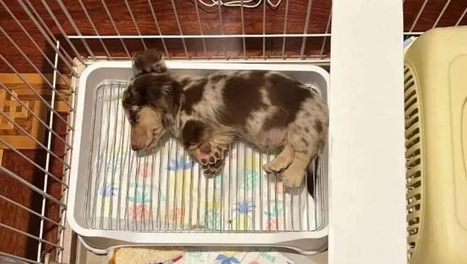 网友买的小狗狗到新家第一晚就超适应，啊啊啊……谁懂啊！