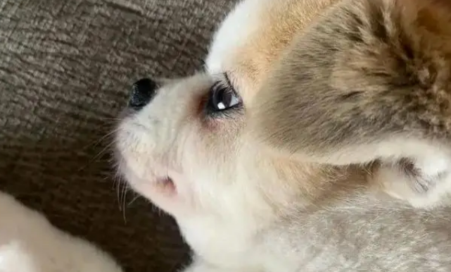 混血土狗凭侧脸走红，主人说正脸一般，网友：你对“一般”有误解