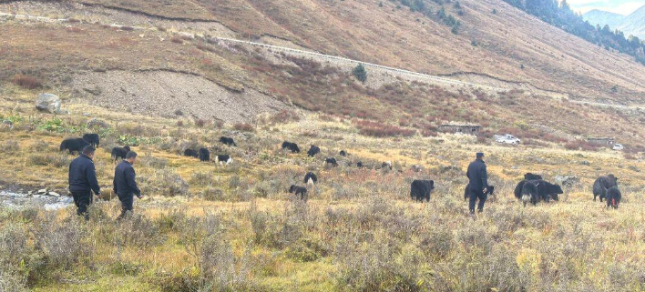 5000余头牦牛“组团”迁徙 德格公安护航牧民转场