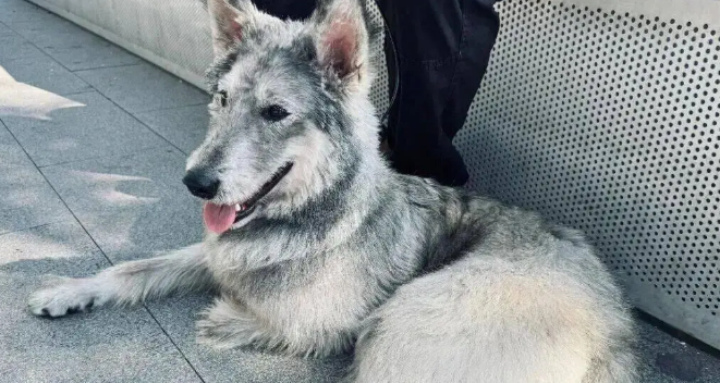 市场遇到一只可爱小狗，它像一个料子不太好的毛绒玩具