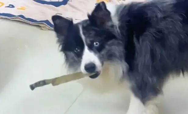 网友在外挨欺负跟边牧诉苦，边牧让他带打狗拍出门