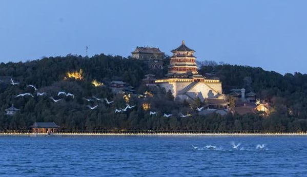 春日使者抵京！白天鹅组团“打卡”颐和园昆明湖