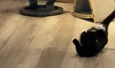 奶牛猫得到一只虾，一直在庆祝。网友：真是酣畅淋漓的一场舞狮