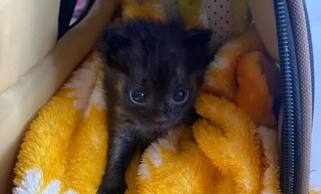 巴掌大的小猫命悬一线，却用惊人的意志，改写了命运的剧本