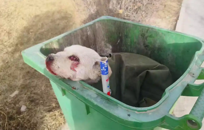 小区内一只流浪狗被打伤骨折，经救治已无生命危险