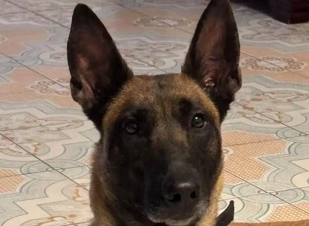 未拴绳柯基挑衅拴绳马犬，被咬后主人暴起，怒砸20分钟