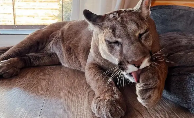 奶奶炫耀“捡了只大猫”，孙子查监控吓到腿软：您管美洲狮叫猫