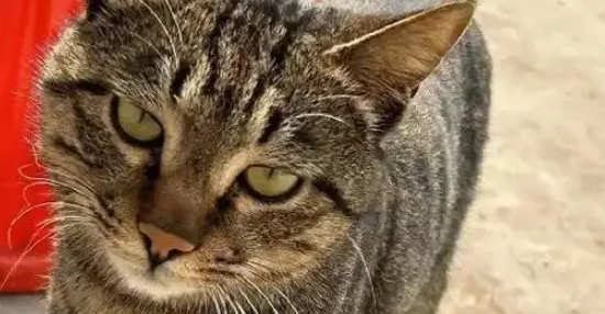 新娘出嫁半月，老家狸花猫追车十公里，准确找到出嫁主人