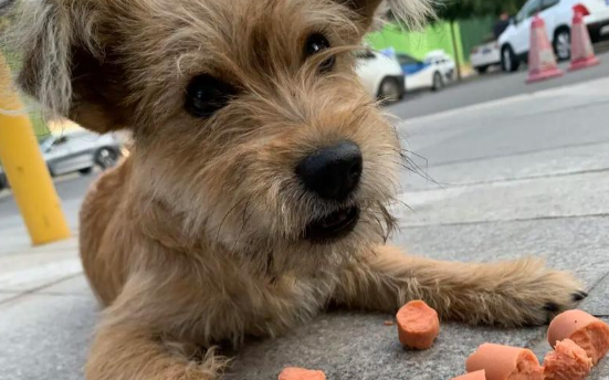 女子帮投流浪狗找到新家，相距50多公里，狗狗居然回来找她