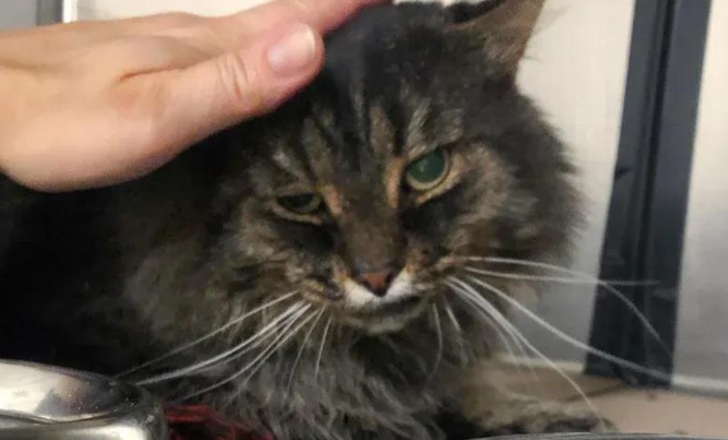 一次善意的投喂，竟让它告别流浪七年的街头，拥抱幸福喵生