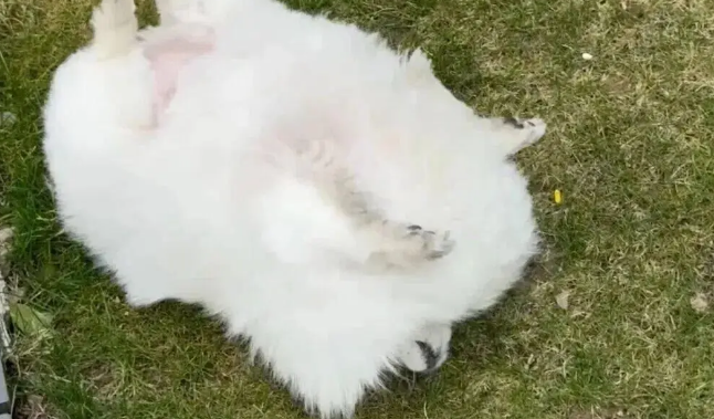 网友说她家博美是辆小狗车，还是会悬浮的那种！