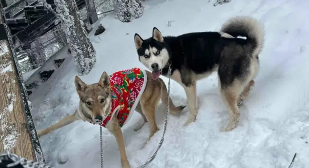妹子带大金毛去爬雪山，结果…狗：其实你不必干啥都带上我