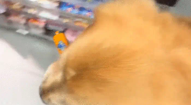 女子没给狗子买火腿肠，狗子赖在地上买了才肯走