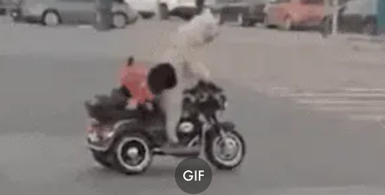 宠物狗骑车带另一只狗上街 背后隐患引关注