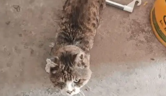 男子分享23岁老猫的生活日常，能吃能睡非常乖巧