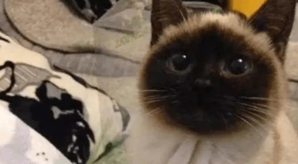 女子在路边捡了只流浪猫，带回家猫脸在慢慢变黑，检查后很惊喜