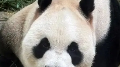 旅法大熊猫夫妇提前回国，“欢欢”健康亮红灯，法国粉丝冒雨送别