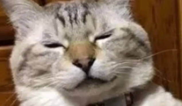 女子带小猫第一次打针，没想到回家后猫咪一直走不了路