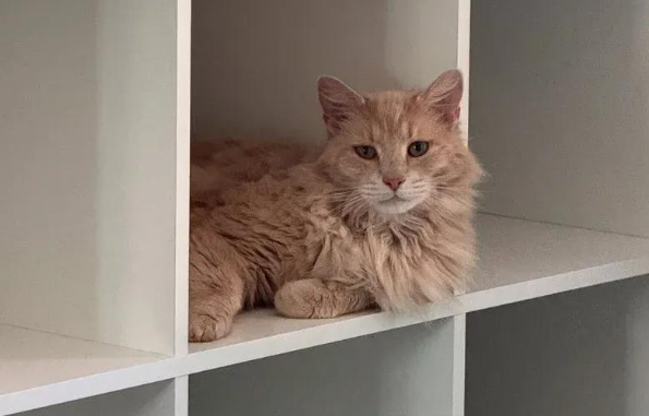 走失猫咪在邮局外徘徊，女人倾力相助，一切都是命运的安排