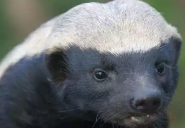 给野牛平头哥的胆子，估计它们能把非洲的狮子撞死