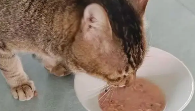 地铁口的流浪猫消失了，墙上字条暖哭全网：愿你被温柔以待