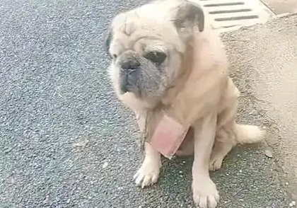 湖南老狗颈挂数百元小区求收养 字条藏牵挂，爱心母女暖心接盘