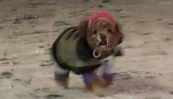 狗子第一次见到雪，在雪地里玩疯了，狗：冻死也要玩