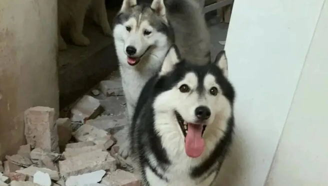 网友家装修，带着家里的拆迁队去了，哈士奇：这点儿活一周就干完