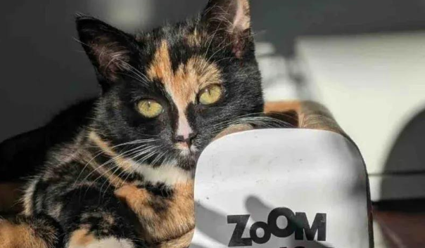 奄奄一息的小可怜，竟逆袭成为喵女王，这就是爱的奇迹