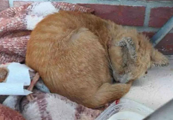 躺在路中间等死的流浪猫，本以为救不活了，呼噜声却创造了奇迹