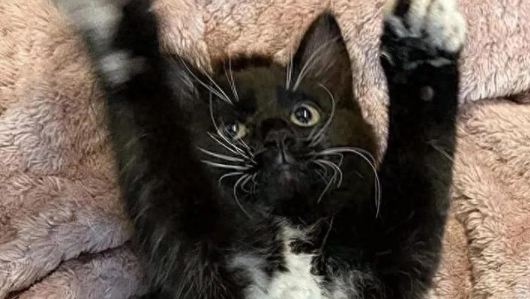 绝望小猫被困车轮一夜，获救两周后，它的命运惊天逆转