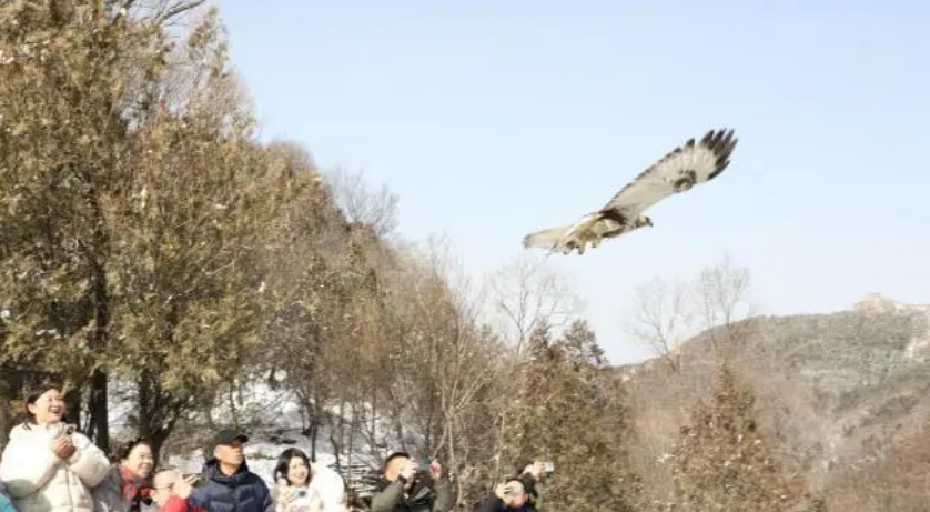  10只野生动物在北京八达岭林场被放归