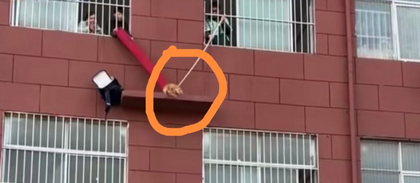 猫咪被困高墙上无助的嘶喊，学生们寒风中托举垫子成功救援